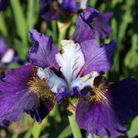 Iris Sibirica Its Electric