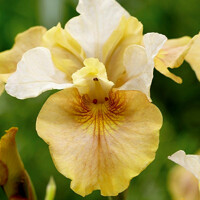 Iris Sibirica White Amber