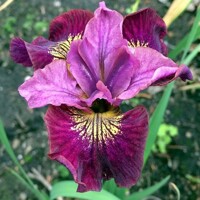 Iris Sibirica Miss Apple