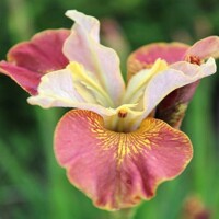 Iris Sibirica Drink Your Tea
