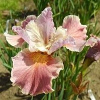 Iris Sibirica Fancy Me This