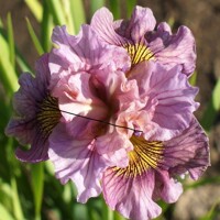 Iris Sibirica Mad Hat