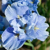 Iris Sibirica Mission Bay