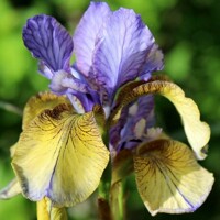 Iris Sibirica So Van Gogh