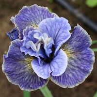 Iris Sibirica Magnetism