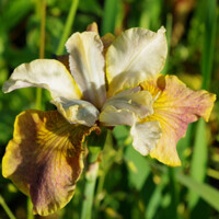 Iris Sibirica Sun Grooves
