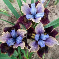 Iris Sibirica Black Joker