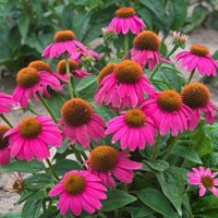 Echinacea Powwow Wild Berry