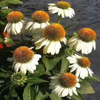 Echinacea Powwow Wild White