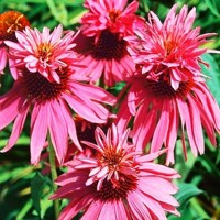 Echinacea Doubledecker