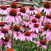 Echinacea Bright Rose