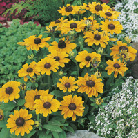 Echinacea Toto Gold