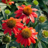 Echinacea Lakota Orange