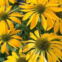 Echinacea Lakota Yellow