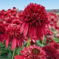 Echinacea Double Cranberry
