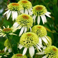 Echinacea Double Lime