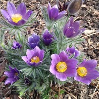 Pulsatilla Pulsar Violet Shades