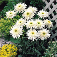 Leucanthemum Wirral Supreme