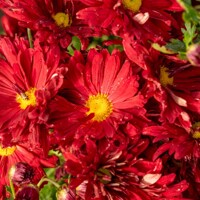 Leucanthemum Edinburgh