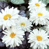 Leucanthemum Victorian Secret