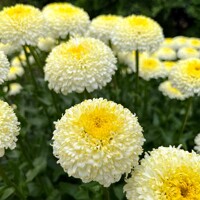 Leucanthemum Luna