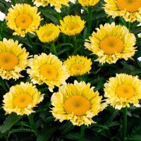 Leucanthemum Izabel
