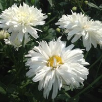 Leucanthemum Rebecca