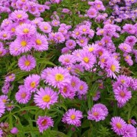 Astra Woods Pink