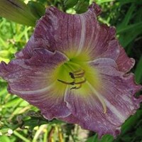 Laliovka Lavender Plicata