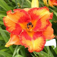 Laliovka Cherry Eyed Pumpkin