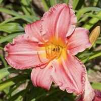 Laliovka Halls Pink