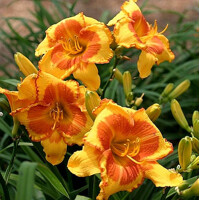 Laliovka Orange Blossom Special