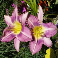Laliovka Chicago Cattleya
