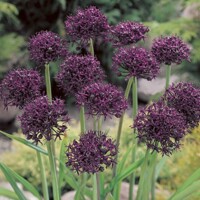 Okrasný cesnak Atropurpureum - 3 ks v balení