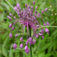 Okrasný cesnak Carinatum Pulchellum