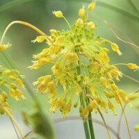 Okrasný cesnak Flavum