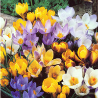 Krokus Botanic Mix - 10 ks v balení