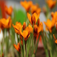 Krokus Orange Monarch - 5 ks v balení