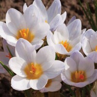 Krokus Ard Schenk - 5 ks v balení