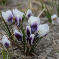 Krokus Blue Bird - 3 ks v balení