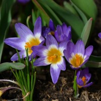 Krokus Tricolor - 5 ks v balení