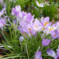 Krokus Tommasinianus - 10 ks v balení