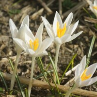 Krokus Tommasinianus Albus - 3 ks v balení