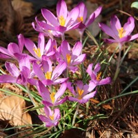 Krokus Barrs Purple - 10 ks v balení