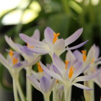 Krokus Lilac Beauty - 5 ks v balení