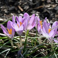 Krokus Roseus - 5 ks v balení