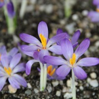 Krokus Whitewell Purple - 10 ks v balení