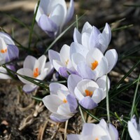 Krokus Weldenii Fairy - 3 ks v balení