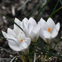 Krokus Miss Vain - 5 ks v balení