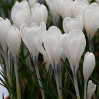 Krokus veľkokvetý Ice Queen - 5 ks v balení